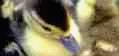 image titre